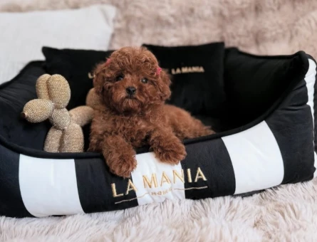 Irk ve Sağlık Garantili Poodle Yavruları - 8664