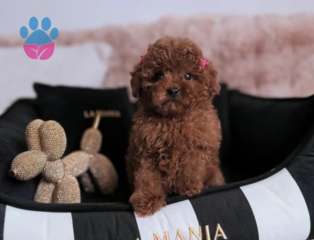 Irk ve Sağlık Garantili Poodle Yavruları - 8664 - Görsel 4