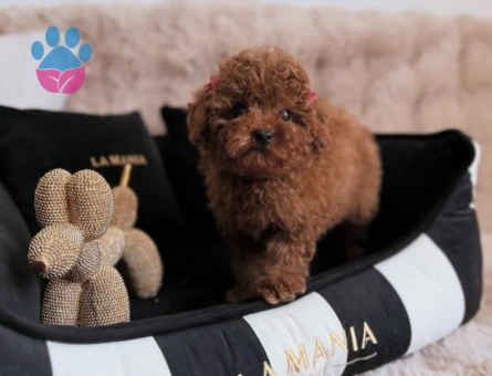 Irk ve Sağlık Garantili Poodle Yavruları - 8664 - Görsel 3