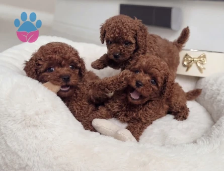 Neşeli Poodle Yavrularımız Yeni Ailesi İle Tanışmayı Bekliyor - 8666 - Görsel 3