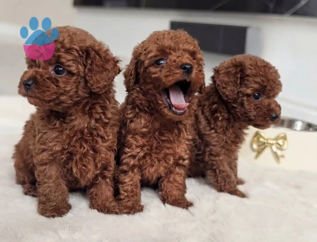 Neşeli Poodle Yavrularımız Yeni Ailesi İle Tanışmayı Bekliyor - 8666
