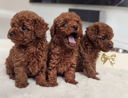 Neşeli Poodle Yavrularımız Yeni Ailesi İle Tanışmayı Bekliyor - 8666
