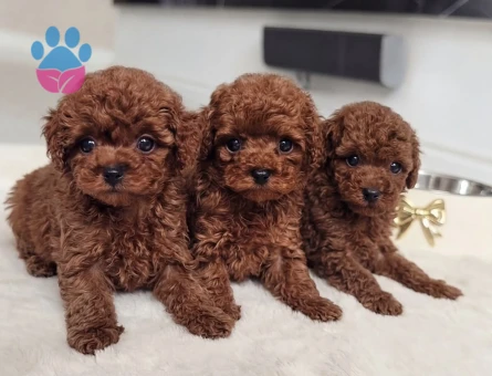 Neşeli Poodle Yavrularımız Yeni Ailesi İle Tanışmayı Bekliyor - 8666 - Görsel 4