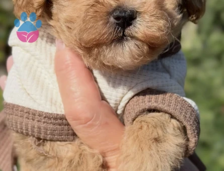 Oyuncu ve Sempatik Halleriyle Maltipoo Bebeklerimiz - 8667 - Görsel 3