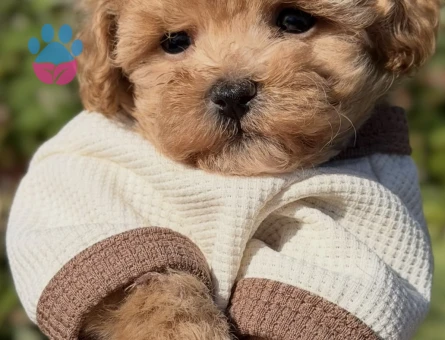 Oyuncu ve Sempatik Halleriyle Maltipoo Bebeklerimiz - 8667 - Görsel 4