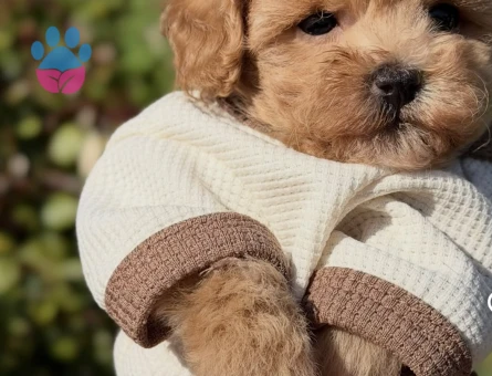 Oyuncu ve Sempatik Halleriyle Maltipoo Bebeklerimiz - 8667