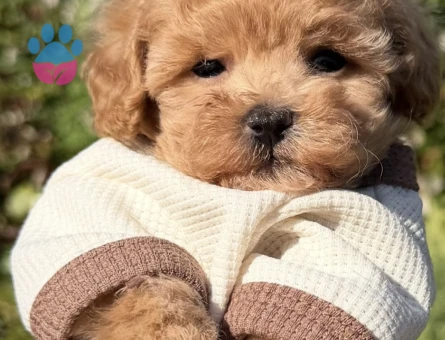Oyuncu ve Sempatik Halleriyle Maltipoo Bebeklerimiz - 8667 - Görsel 5
