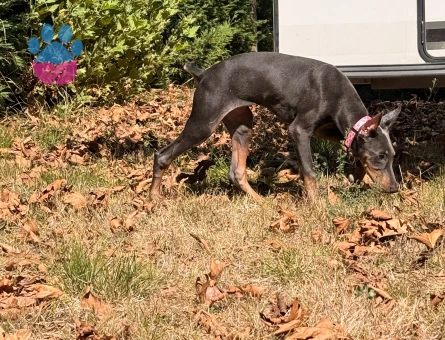 Dişi Blue 🧿 - 8669 - Görsel 3