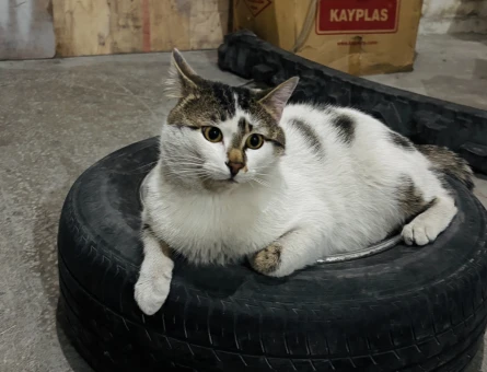MIRMIR KEDİ YUVA ARIYOR KAYSERİ VE ÇEVRE İLLER - 8670