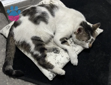 MIRMIR KEDİ YUVA ARIYOR KAYSERİ VE ÇEVRE İLLER - 8670 - Görsel 3