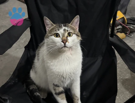 MIRMIR KEDİ YUVA ARIYOR KAYSERİ VE ÇEVRE İLLER - 8670 - Görsel 4