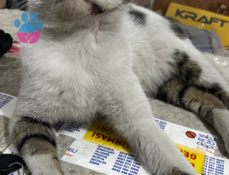 MIRMIR KEDİ YUVA ARIYOR KAYSERİ VE ÇEVRE İLLER - 8670 - Görsel 5