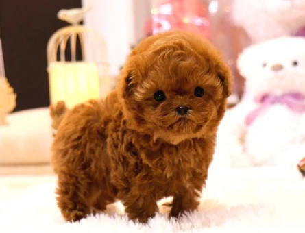 KORE POODLE BEBEKLERİM - 8671