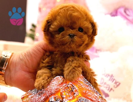KORE POODLE BEBEKLERİM - 8671 - Görsel 4