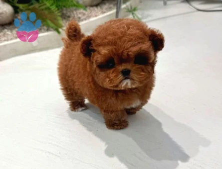 TOY POODLE YAVRULARIM - 8672 - Görsel 2