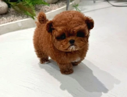 TOY POODLE YAVRULARIM - 8672