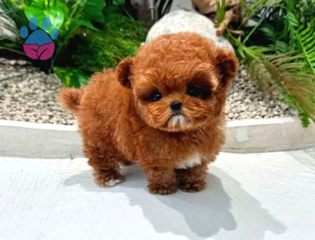 TOY POODLE YAVRULARIM - 8672 - Görsel 3