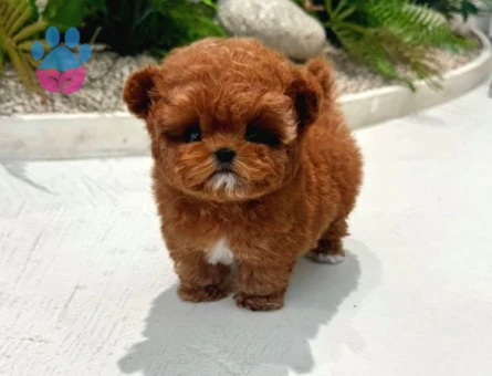 TOY POODLE YAVRULARIM - 8672 - Görsel 4