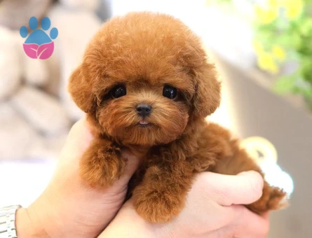 TOY POODLE YAVRULARIM - 8673 - Görsel 4