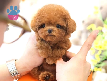TOY POODLE YAVRULARIM - 8673 - Görsel 2