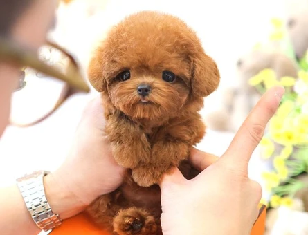 TOY POODLE YAVRULARIM - 8673