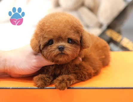 TOY POODLE YAVRULARIM - 8673 - Görsel 3