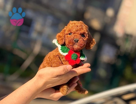 orjinal kore poodle yavrular - 8676 - Görsel 2
