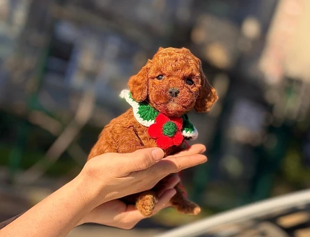 orjinal kore poodle yavrular - 8676