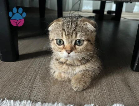 2 aylık Scottish fold - 8677
