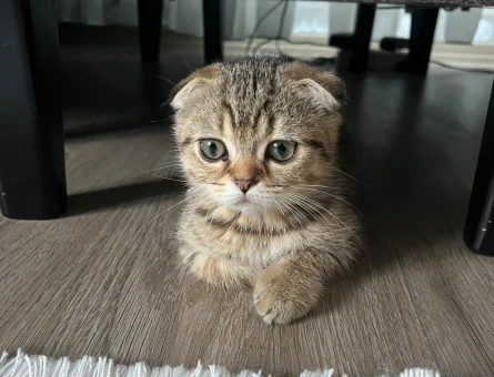 2 aylık Scottish fold - 8677