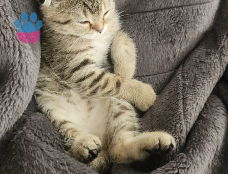 2 aylık Scottish fold - 8677 - Görsel 3