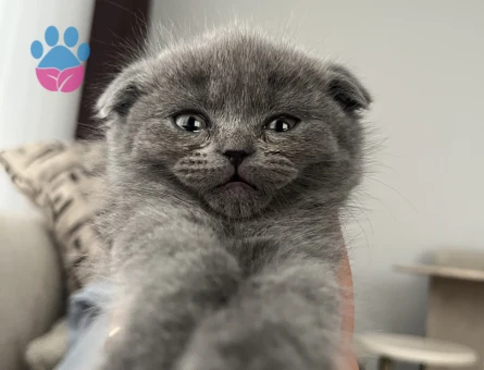 2 aylık scottish fold blue - 8678