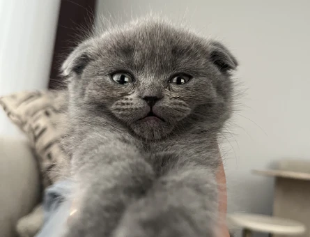 2 aylık scottish fold blue - 8678