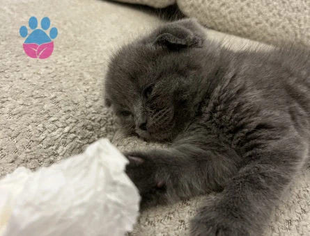 2 aylık scottish fold blue - 8678 - Görsel 4