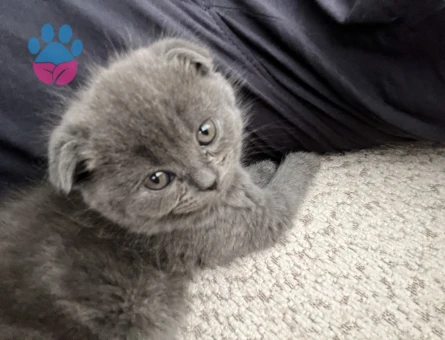 2 aylık scottish fold blue - 8678 - Görsel 3
