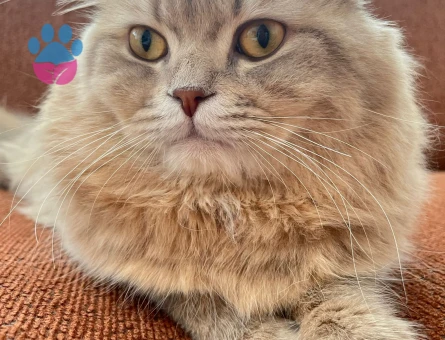 British Longhair İpek tüylü mochi - 8679 - Görsel 2