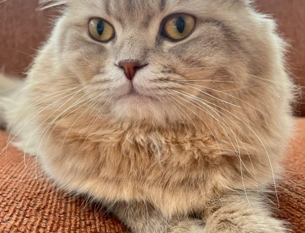 British Longhair İpek tüylü mochi - 8679