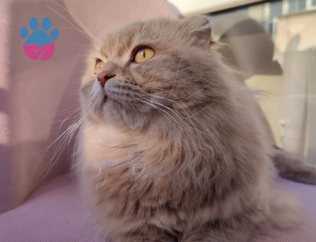 British Longhair İpek tüylü mochi - 8679 - Görsel 3