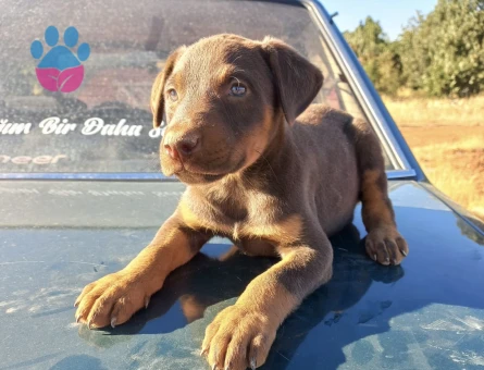 Kızıl dişi doberman yuva arıyor - 8680 - Görsel 3