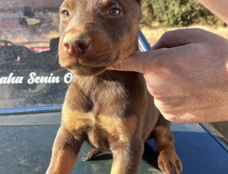 Kızıl dişi doberman yuva arıyor - 8680