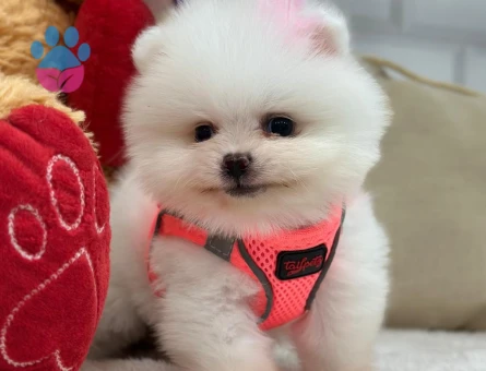 Pomeranıan üretim ÇİFTLİĞİNDEN - 8682 - Görsel 4