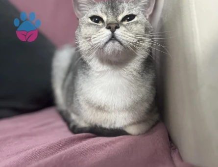 British erkek kedi 3 Yaşında - 8683 - Görsel 2