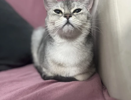 British erkek kedi 3 Yaşında - 8683