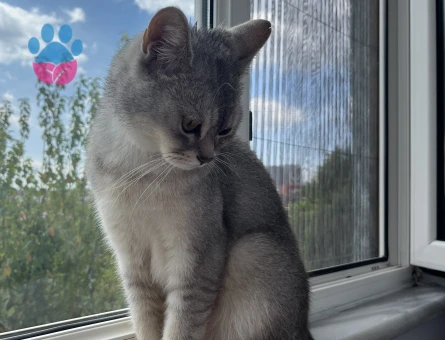 British erkek kedi 3 Yaşında - 8683 - Görsel 3