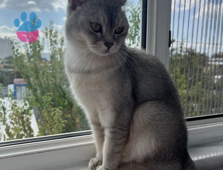 British erkek kedi 3 Yaşında - 8683 - Görsel 5