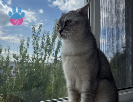 British erkek kedi 3 Yaşında - 8683 - Görsel 4