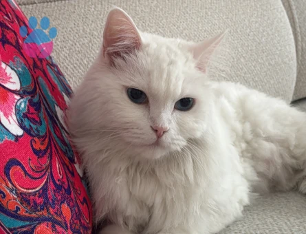 Sevimli kedi British Shorthair 5 Yaşında - 8684 - Görsel 2