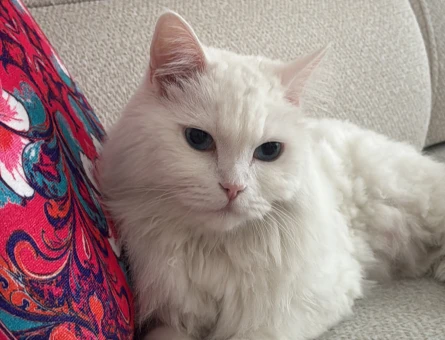 Sevimli kedi British Shorthair 5 Yaşında - 8684