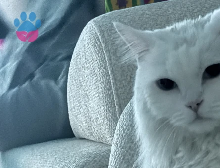 Sevimli kedi British Shorthair 5 Yaşında - 8684 - Görsel 3