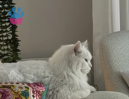 Sevimli kedi British Shorthair 5 Yaşında - 8684 - Görsel 4